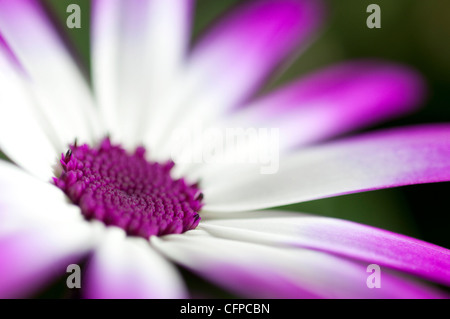 Senetti Blume im Englischen Garten Stockfoto