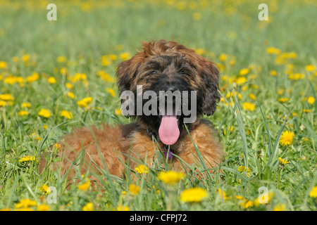 Berge de Brie (Briard) Hund Stockfoto