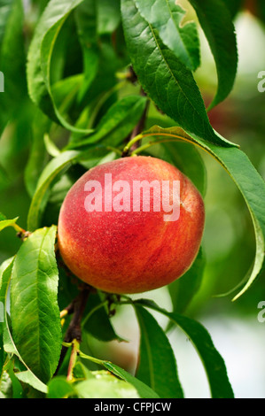 Pfirsich auf einem Baum, Nahaufnahme Stockfoto