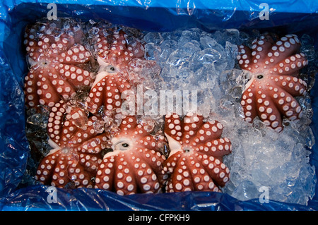 Oktopus, Tentakeln, Tsukiji Central Fischmarkt, Tokyo, Japan Stockfoto