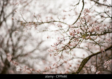 Prunus Cerasifera 'Hessei', Cherry Plum blossom Stockfoto