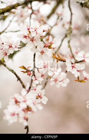 Prunus Cerasifera 'Hessei', Cherry Plum blossom Stockfoto