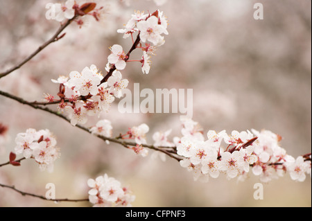 Prunus Cerasifera 'Diversifolia', Cherry Plum blossom Stockfoto
