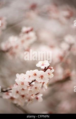 Prunus Cerasifera 'Diversifolia', Cherry Plum blossom Stockfoto