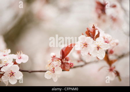 Prunus Cerasifera 'Diversifolia', Cherry Plum blossom Stockfoto