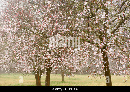Prunus Cerasifera 'Diversifolia', Kirschpflaume, Bäume in Blüte Stockfoto