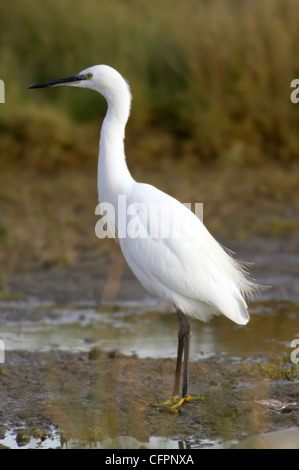 Seidenreiher, Egretta Garzetta. Kent, UK. Stockfoto