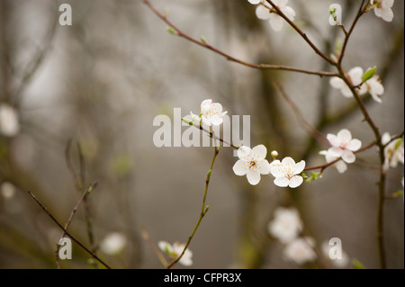 Prunus Divaricata oder Prunus Cerasifera Unterart Divaricata Blüte Stockfoto