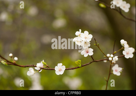 Weiß kirschrote Blüte im Frühjahr Stockfoto