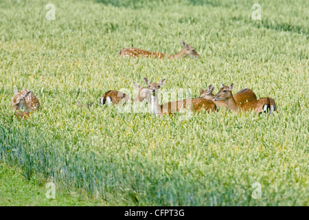 Gruppe von Damwild Hinds, Dama Dama in der Fütterung in Ernte Feld, Oxfordshire, Vereinigtes Königreich. Stockfoto