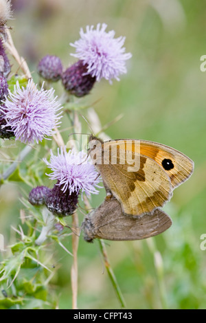 Wiese braun Schmetterling, Maniola Jurtina auf Distel Blume, Oxfordshire, Vereinigtes Königreich Stockfoto