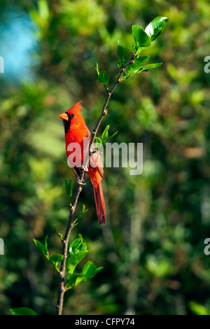 Männliche nördlichen Kardinal - grüne Cay Feuchtgebiete - Boynton Beach, Florida USA Stockfoto