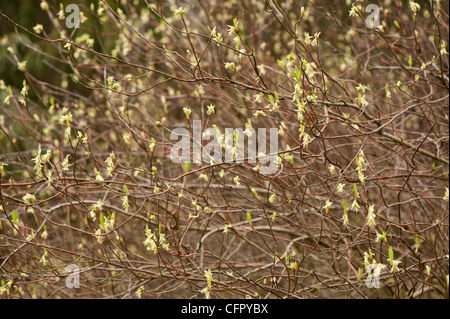 Osmaronia Cerasiformis oder Oemleria Cerasiformis, indische Pflaume oder Oso Berry, Blumen Stockfoto