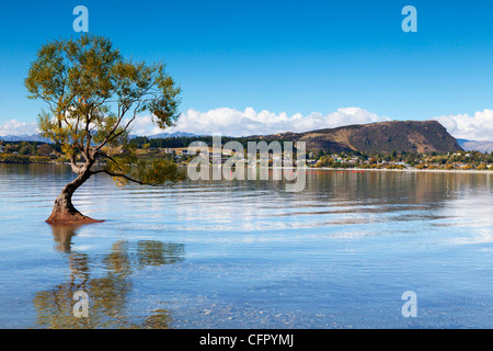 Der berühmte Baum in Lake Wanak, Otago, Neuseeland. Stockfoto