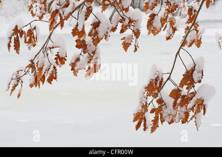 braunen trockenen Blättern bedeckt mit Schnee Stockfoto