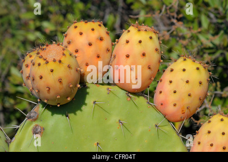 sechs Reifen Opuntia Früchten auf der Mutterpflanze Stockfoto