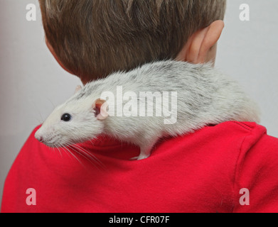 ein Junge mit nach Hause Ratte auf der Schulter Stockfoto