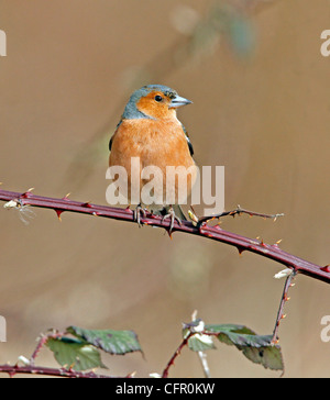 Männliche Buchfink, Fringilla coelebs Stockfoto