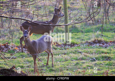Doe & Rehbock (Capreolus Capreolus) Stockfoto