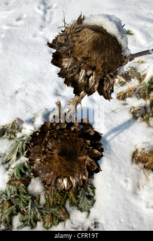 Getrocknete Artischocken im Schnee an einem sonnigen Wintertag. Stockfoto