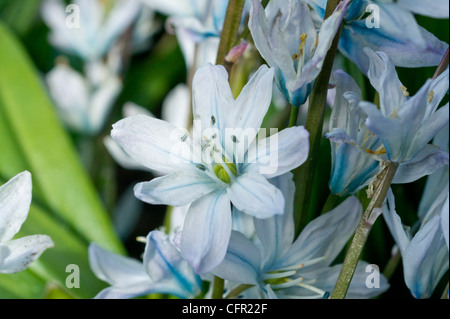 Sterne Hyazinthe in hellblau Stockfoto