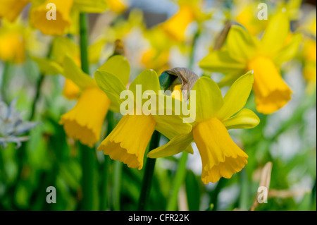 Narzissen im Frühjahr Stockfoto