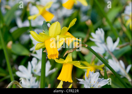 Narzissen mit Sterne Hyazinthen Stockfoto