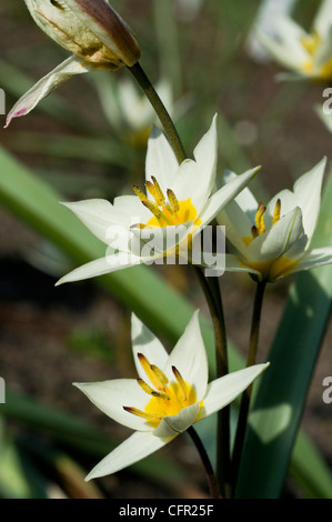 Liliaceae Tulipa Humilis Kraut. Stockfoto