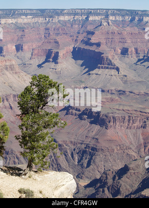 Grand Canyon mit einem grünen Baum Stockfoto