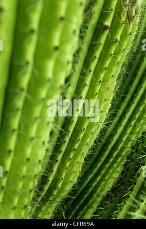 Nahaufnahme Detail des Kaktus Stockfoto