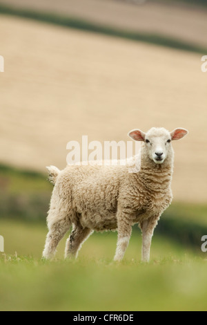 Domestizierte Schafe Stockfoto