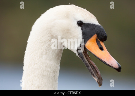 Höckerschwan Portrait Stockfoto