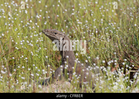 Land-Waran Varanus Bengalensis wärmt sich in der Morgensonne, die verborgen in Kokmottai (Salt Grass) bei Wilpattu, Sri Lanka Stockfoto