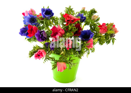 Blumenstrauß Anemonen in blau und rot auf weißem Hintergrund isoliert Stockfoto