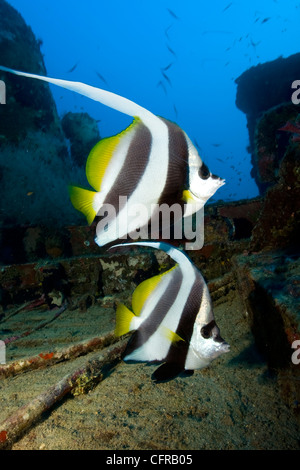 Paar Longfin Bannerfish auf Kuda Giri Wrack, Malediven, Indischer Ozean Stockfoto