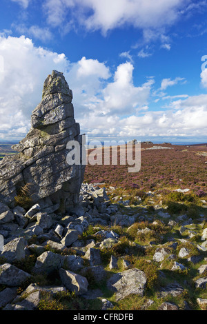 Sommersonne auf der Stiperstones, Shropshire, England, Vereinigtes Königreich, Europa Stockfoto