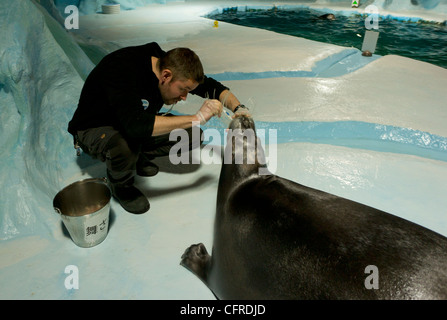 Demonstration von Keeper der Zähne reinigen einer bärtigen Dichtung Polaria Tromso Norwegen Nordeuropa zu versiegeln Stockfoto