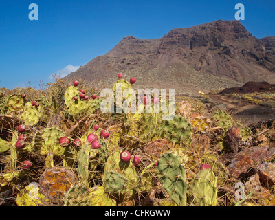 LANDSCHAFT UND VEGETATION PUNTA DE TENO TENERIFFA KANAREN SPANIEN Stockfoto