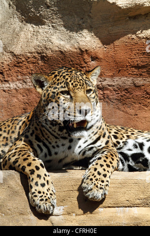 Ein Jaguar, Panthera Onca, Verlegung auf einem Überhang. Turtleback Zoo, West Orange, New Jersey. Stockfoto