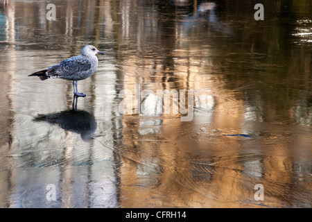 Möwe auf einem zugefrorenen Teich an der Wintergärten Sunderland England Stockfoto