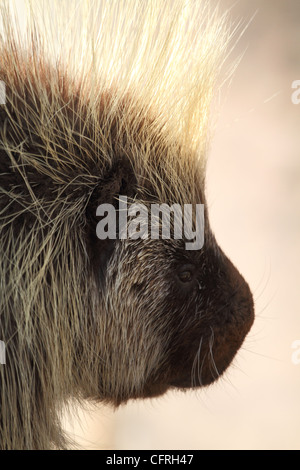 Ein close-up Portrait von einem nordamerikanischen Stachelschwein, Erethizon dorsatum Stockfoto