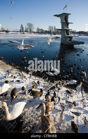 Coate Wasser in Swindon, Wiltshire, mit Schwänen, Gänsen, Enten und Möwen im Schnee Stockfoto