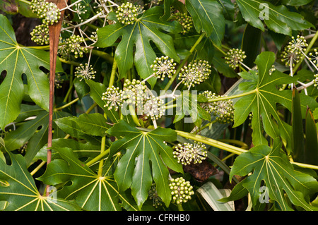 Falsche Castor OIl Plant Fatsia Japonica Pflanzen Stockfoto