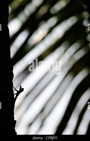 Draco dussumieri Stockfoto