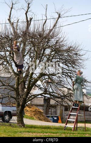 Mennonite Mädchen beschneiden einen Baum im Frühling, Lancaster County, Pennsylvania Stockfoto