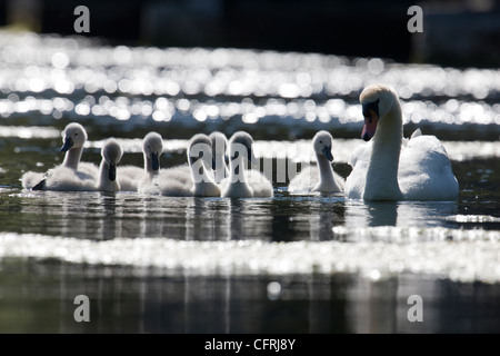 Swan und Familie von Cygnets schwimmen auf Bosherton Seerosenteichen in Pembrokeshire, Wales Stockfoto