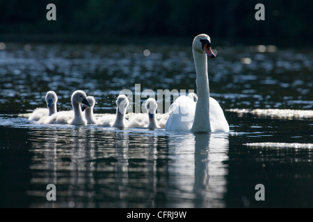 Swan und Familie von Cygnets schwimmen auf Bosherton Seerosenteichen in Pembrokeshire, Wales Stockfoto