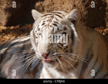 BENGAL TIGER IN GEFANGENSCHAFT IM LORO PARQUE PUERTO DE LA CRUZ-TENERIFFA-SPANIEN Stockfoto