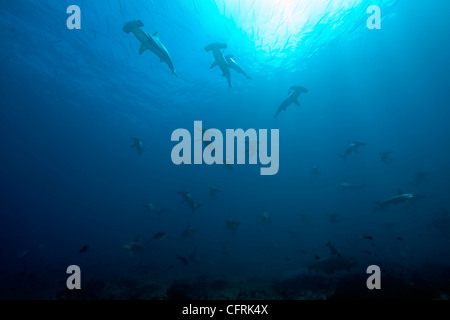 Schulzeit überbacken Hammerhai Haie, vom Aussterben bedrohte (IUCN), Malpelo Island National Park, Weltnaturerbe, Kolumbien Stockfoto