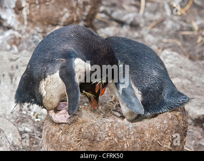 Rockhopper Penguins (Eudyptes Chrysocome) den Hof am Nest, West Point Insel, Falkland Stockfoto